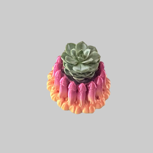 Penis succulent Plater